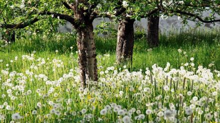 Landscapes nature trees dandelions spring wallpaper