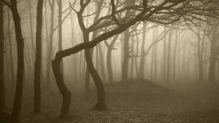 Landscapes nature trees wood forest fog trunks gloomy wallpaper