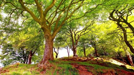 Landscapes nature trees wood track branches below wallpaper