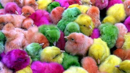 Multicolor birds chickens chicks (chickens) baby wallpaper
