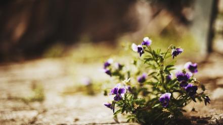 Nature flowers depth of field purple blurred background wallpaper