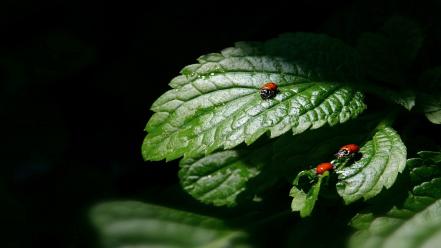 Nature insects leaves plants bugs ladybirds vegetation wallpaper