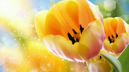 Nature yellow tulips wallpaper