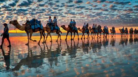 Sunset clouds beach animals camels reflections wallpaper