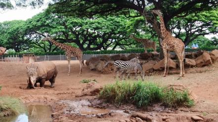 Trees animals zebras rhinoceros giraffes wallpaper