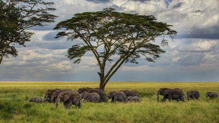 Trees elephants herds wallpaper