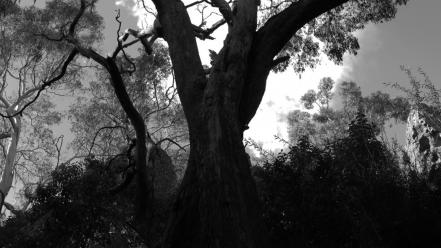 Trees forest grayscale album covers black metal cicadan wallpaper