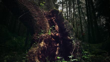 Trees forest tree trunk wallpaper