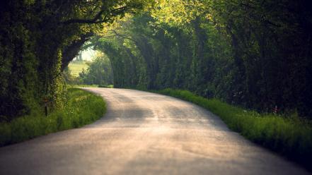 Trees roads wallpaper