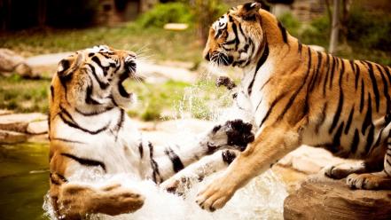 Water fighting predator animals tigers couple wallpaper