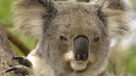 Animals brisbane koalas australia wallpaper
