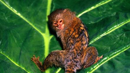 Animals leaves hanging marmosets wallpaper