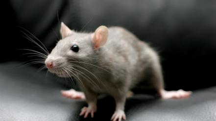 Animals rats mammals rodent wallpaper