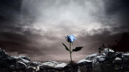 Artistic flowers artwork blue rose background style wallpaper