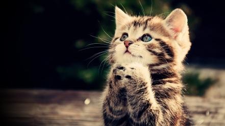 Cats animals praying wallpaper