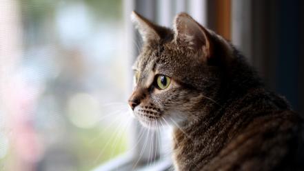 Cats animals window panes domestic cat wallpaper