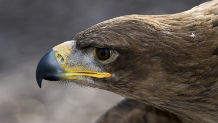 Close-up birds eagles bird of prey wallpaper