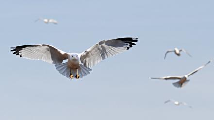 Flying birds seagulls wallpaper