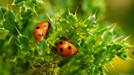 Insects ladybirds wallpaper