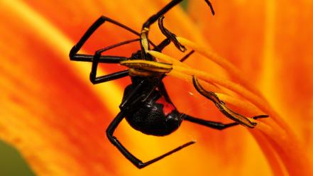 Insects spiders blackwidow wallpaper