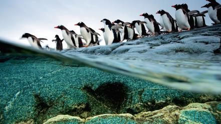 Nature animals penguins national geographic wallpaper