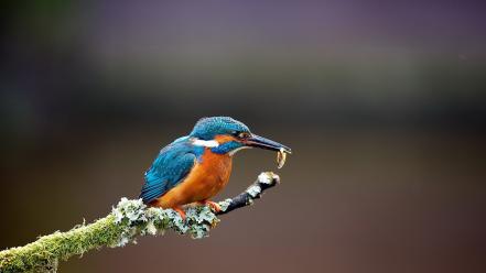Nature birds kingfisher hunting branches wallpaper