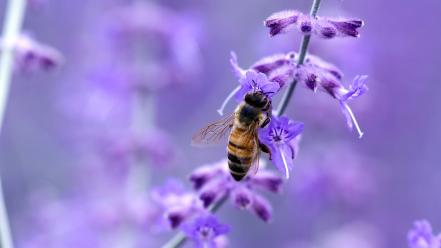 Nature flowers insects bees purple blurred background wallpaper