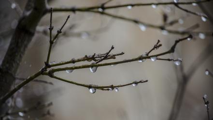 Plants water drops branches wallpaper