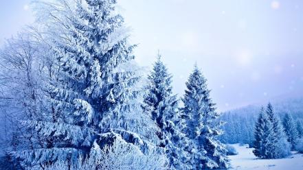 Snow pine trees wallpaper