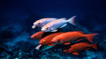 Water fish underwater sea wallpaper