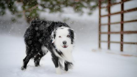 Winter animals dogs wallpaper