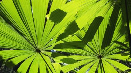 Beach australia palm leaves wallpaper