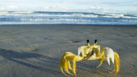 Beach brazil crustacean crabs wallpaper