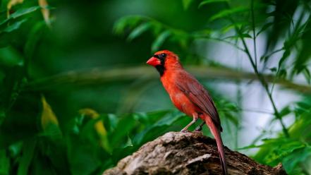Birds leaves cardinal red wallpaper