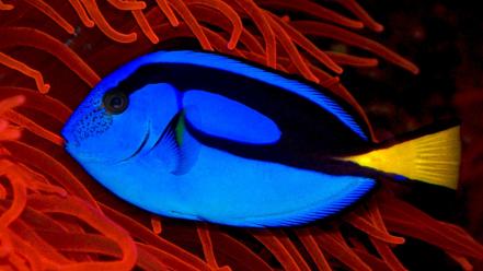 Blue fish sea anemones wallpaper