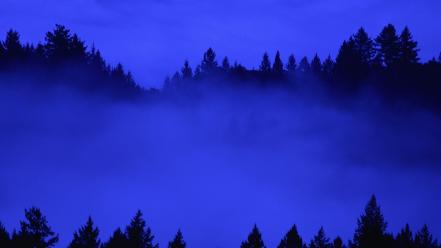 Forest fog mist california bay area wallpaper
