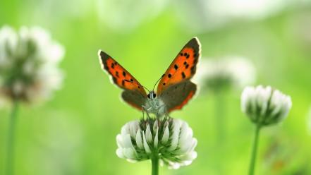 Green flowers white butterflies wallpaper