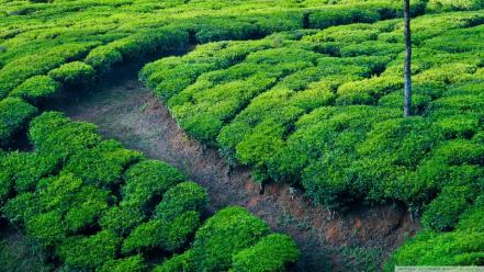 Green landscapes nature tea wallpaper
