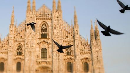 Italy pigeons cathedral wallpaper