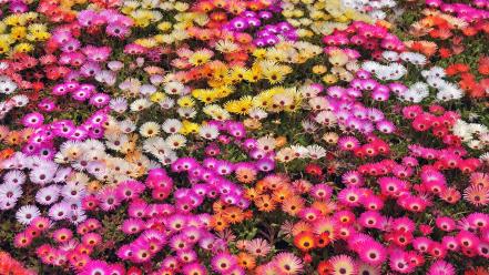Japan red flowers pink daisies wallpaper