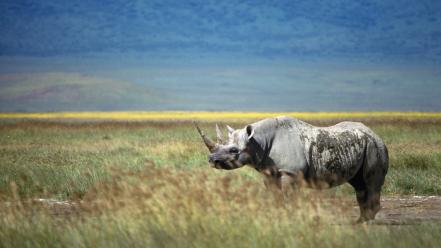 Nature animals rhinoceros wallpaper