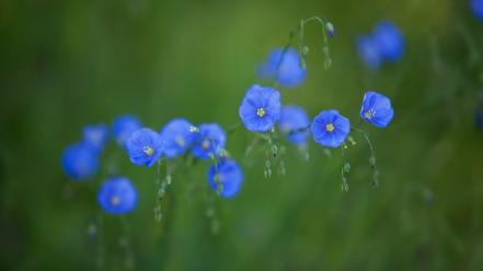 Nature flowers blue wildflowers blurred background wallpaper