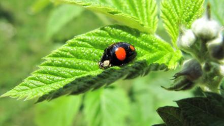 Nature insects leaves ladybirds wallpaper