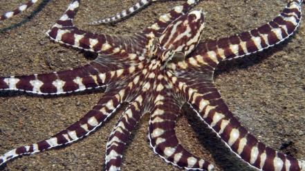 Ocean sand octopus cephalopod wallpaper