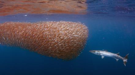 Ocean swarm fish balls barracuda reflections underwater wallpaper