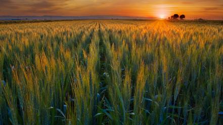 Valley golden california harvest wallpaper