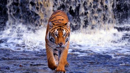 Walk animals tigers bengal waterfalls wallpaper