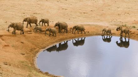 Water animals hole elephants african baby elephant wallpaper