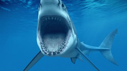 Animals cgi sharks teeth roar underwater world wallpaper