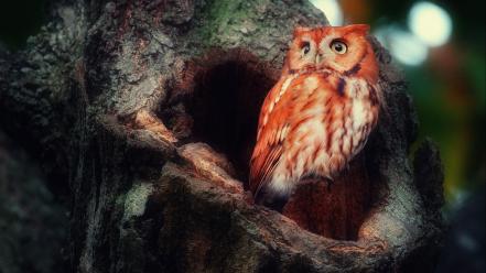Birds owls tree trunk wallpaper